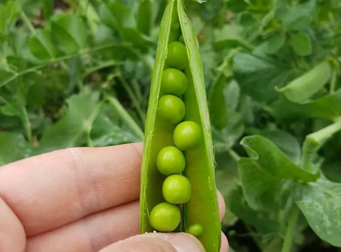 Alloggio per agriturismo Borgo Santa Lucia Cropani