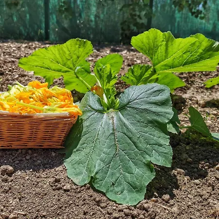 Borgo Santa Lucia בית חווה