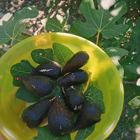 Borgo Santa Lucia Farm stay *