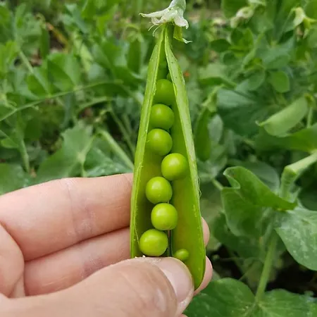 Farm stay Borgo Santa Lucia Cropani