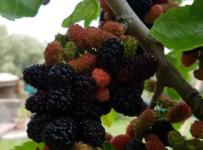 农家乐 Borgo Santa Lucia